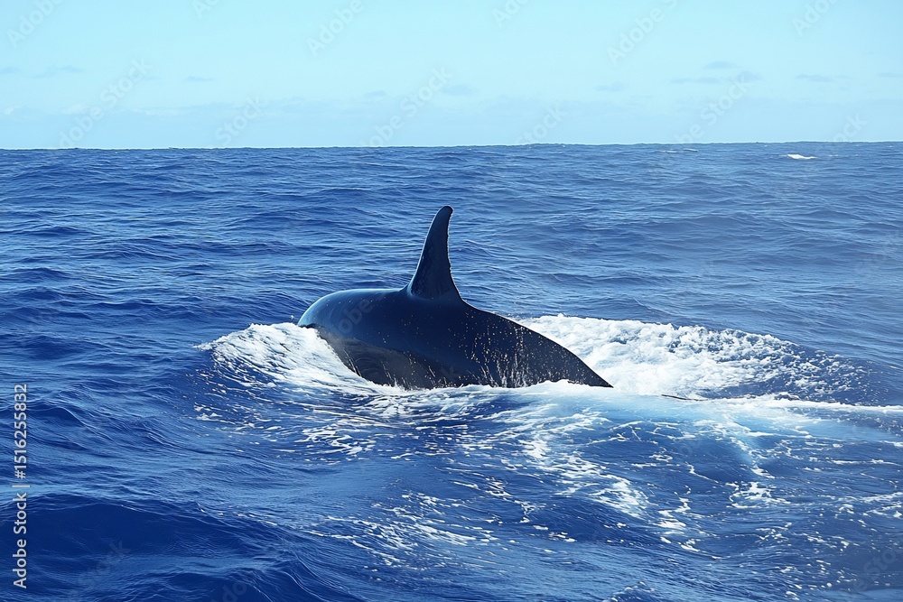 Fototapeta premium Killer Whale Breaching Open Ocean
