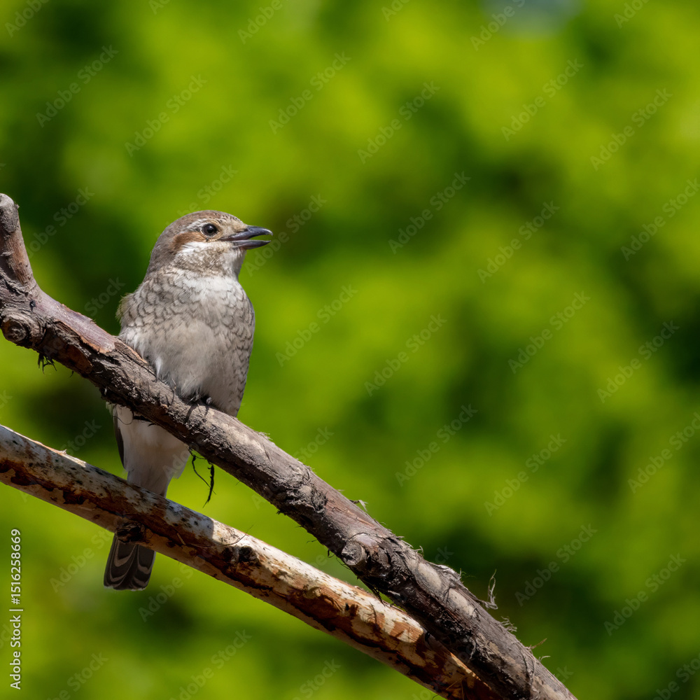 Wildlife shot of Red-backed Shrike female (Lanius collurio) on branch. Wildlife shot of Red-backed Shrike female (Lanius collurio) on branch.