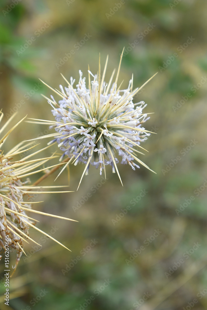 Echinops sphaerocephalus, Echinops sphaerocephalus known as Great Globe Thistle or Pale Globe Thistle, A summer plant in the wild in a meadow, Wild flower with thorns and spines bloomed Echinops sphaerocephalus, Echinops sphaerocephalus known as Great Globe Thistle or Pale Globe Thistle, A summer plant in the wild in a meadow, Wild flower with thorns and spines bloomed