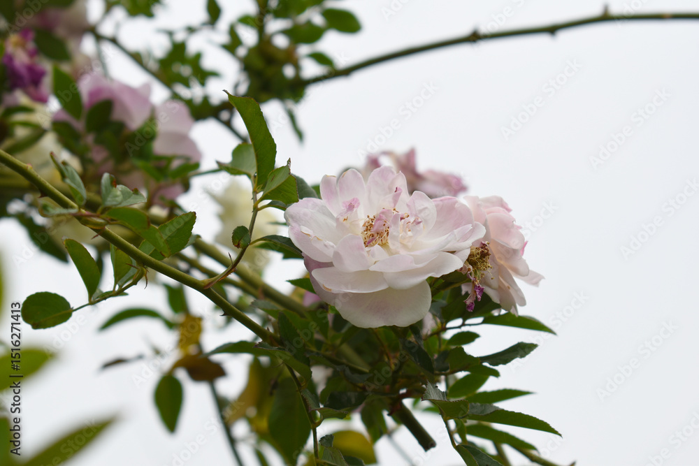 Obraz premium Rosa great maiden's blush pink white flower, Spring Flowering Soft pink white Flower Heads on an Old English Rose (Rosa 'Great Maiden's Blush) with leaves, Pink double Alba rose Maiden's Blush flowers