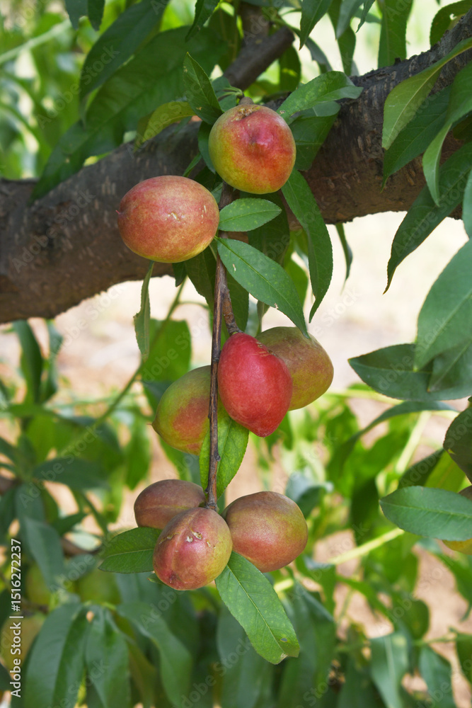 Obraz premium Fresh Ripe nectarine fruits on a tree branch with leaves closeup, A bunch of ripe nectarine, Ripe delicious fruit nectarine on the tree, Ripe sweet nectarines fruits grow on a nectarine tree branch