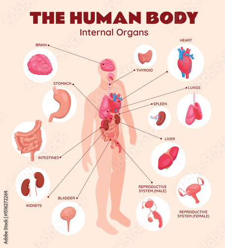 Human Body Internal organs Isometric Composition