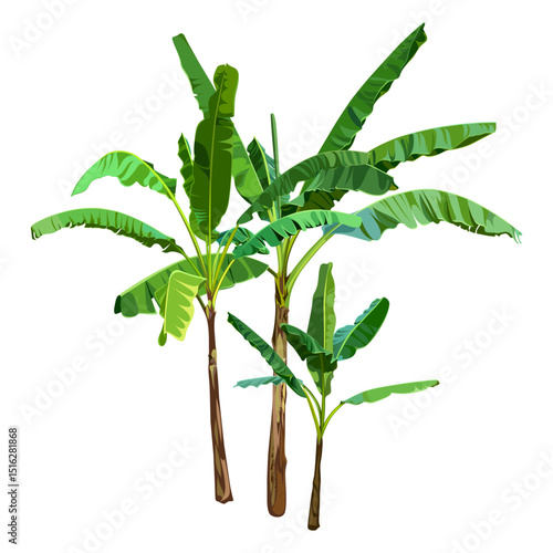 Green Banana Palm Trees isolated on a white background. Desert and tropical houseplants. 
