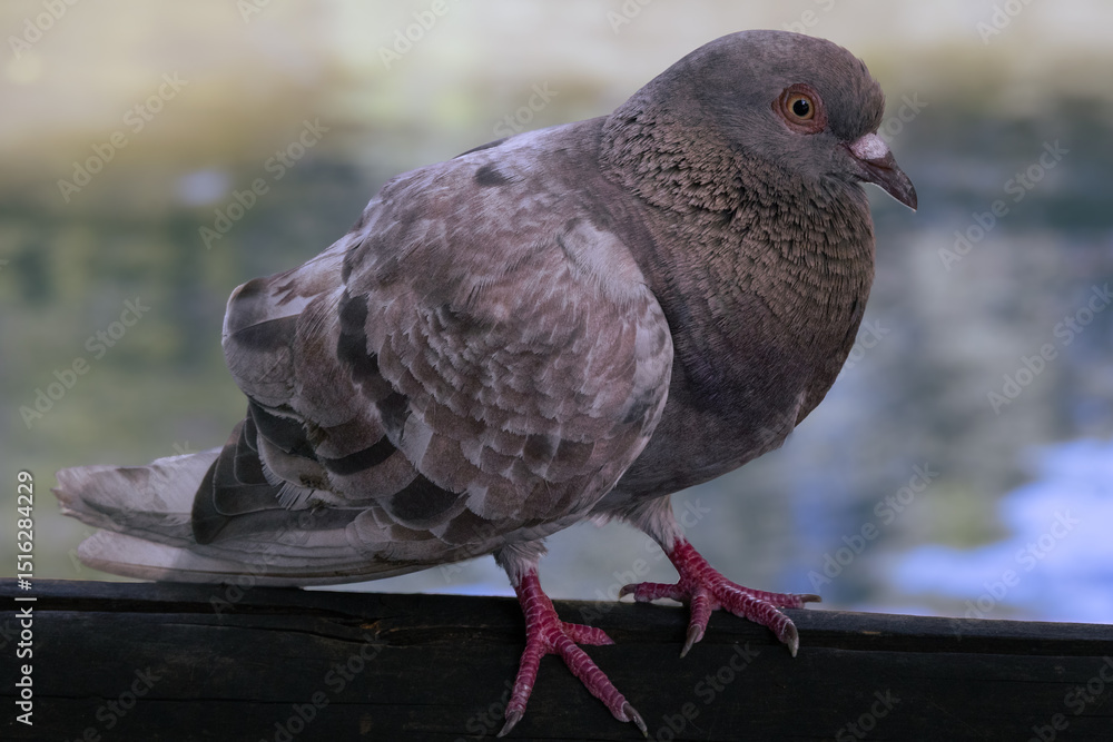 Obraz premium Pigeon Perched Quietly on a Dark Surface in Natural Light