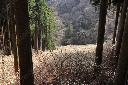 群馬県桐生市「屋敷山　ミツマタ群生地」