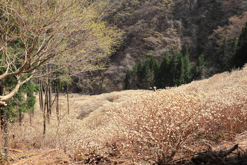 群馬県桐生市「屋敷山　ミツマタ群生地」