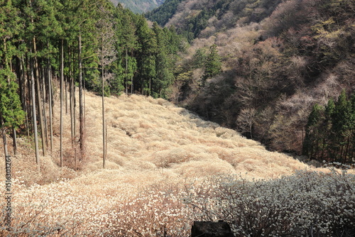群馬県桐生市「屋敷山　ミツマタ群生地」