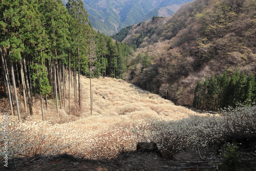 群馬県桐生市「屋敷山　ミツマタ群生地」