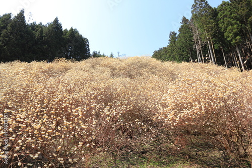 群馬県桐生市「屋敷山　ミツマタ群生地」