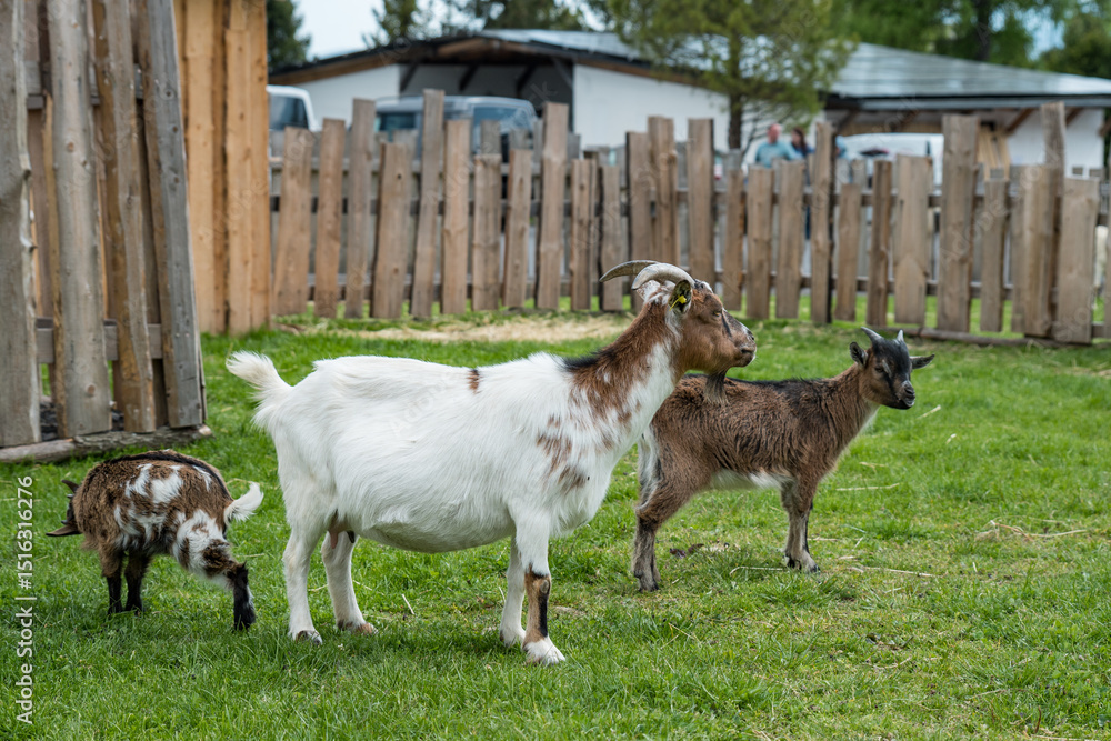 Obraz premium Goats