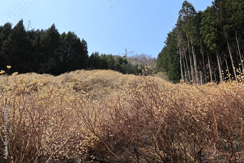 群馬県桐生市「屋敷山　ミツマタ群生地」