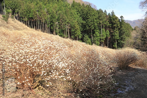 群馬県桐生市「屋敷山　ミツマタ群生地」