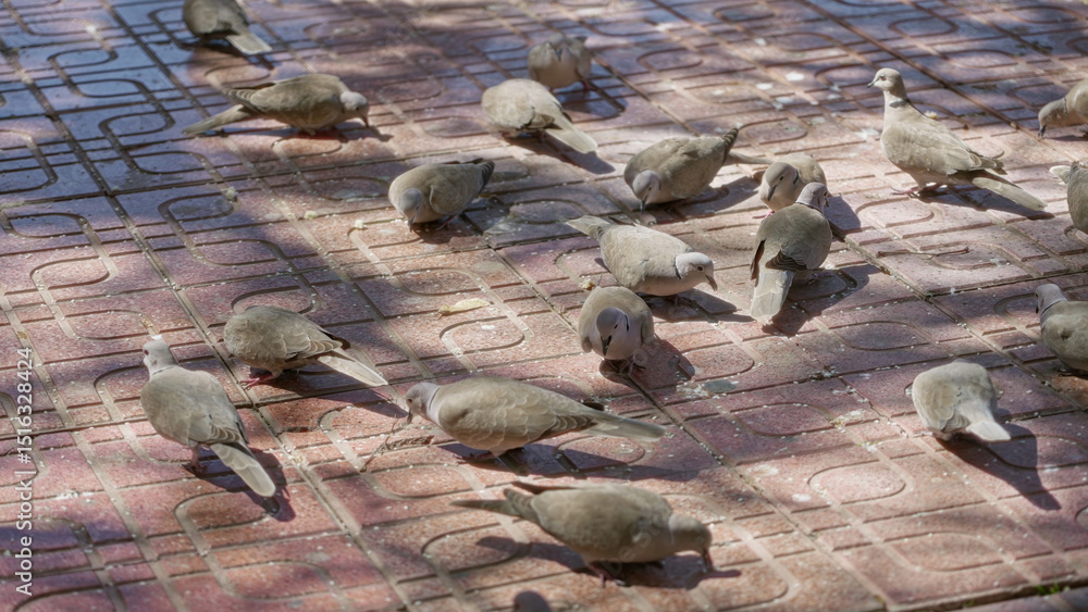 Obraz premium Flock of doves feeding on a sunny brick paved outdoor area, showcasing natural animal behavior and highlighting the peaceful vibrant environment.