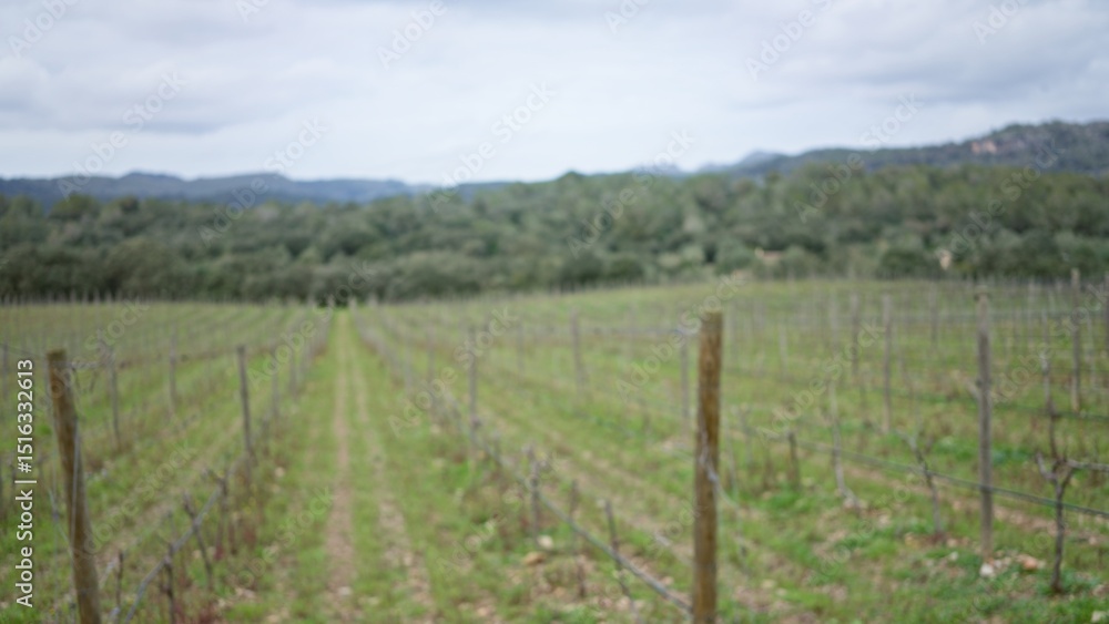 Blurry view of a verdant vineyard with rows of grapevines under a cloudy sky, creating a serene and defocused landscape ideal for background imagery. Blurry view of a verdant vineyard with rows of grapevines under a cloudy sky, creating a serene and defocused landscape ideal for background imagery.