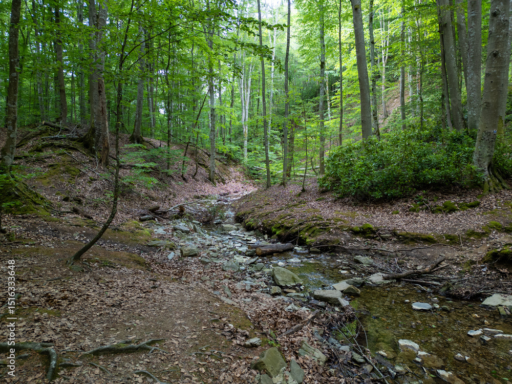 Obraz premium Deep forest in Strandzha Nature Park, Bulgaria. A serene ravine with a small rocky stream, surrounded by tall deciduous trees and fallen leaves. Peaceful, untouched wilderness in summer