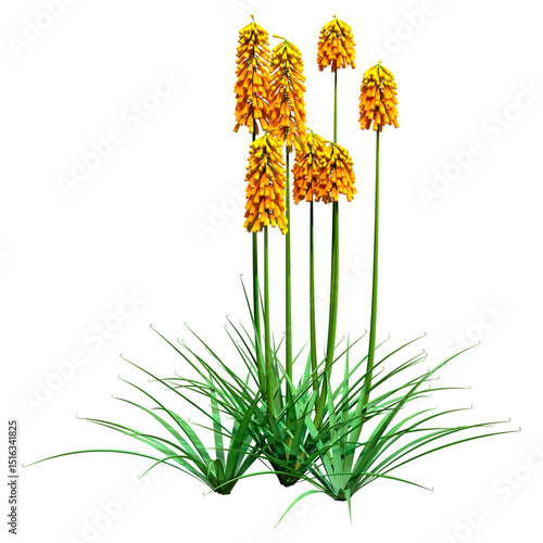 3D Rendering Kniphofia Plants on White
