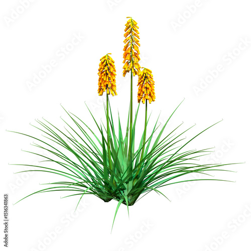 3D Rendering Kniphofia Plants on White