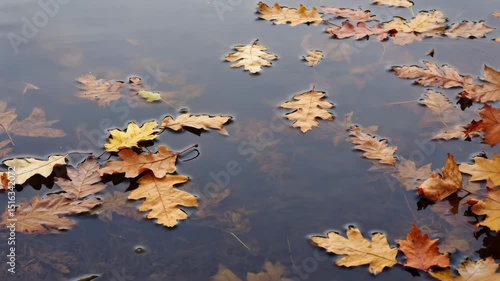 Autumn leaves floating on water surface in serene natural setting  