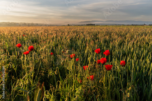 Fototapeta Naklejka Na Ścianę i Meble -  Letni krajobraz z makami i górami o świcie, Śląsk Polska. 