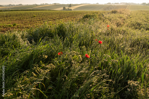 Fototapeta Naklejka Na Ścianę i Meble -  Letni krajobraz z makami i górami o świcie, Śląsk Polska. 