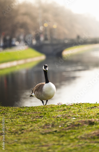 A Canada goose standing on the grassy bank of a calm canal in an urban park. Soft lighting and blurred background capture a peaceful moment in nature within a cityscape.