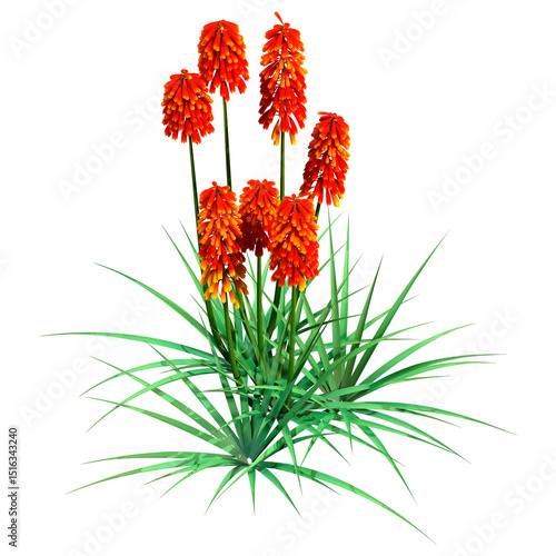 3D Rendering Kniphofia Plants on White
