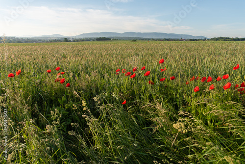 Fototapeta Naklejka Na Ścianę i Meble -  Letni krajobraz z makami i górami o świcie, Śląsk Polska. 