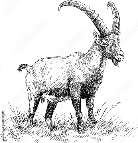 Illustration of a majestic alpine ibex with long curved horns in detailed ink style. Vector illustration