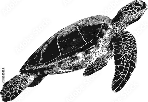 Black and white illustration of a sea turtle with intricate shell patterns. Vector illustration