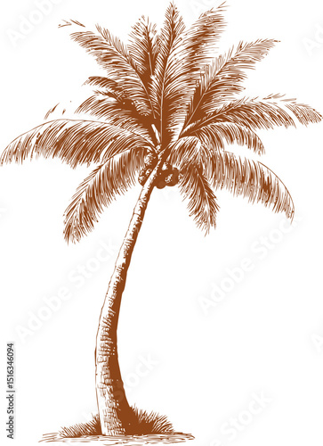 Illustration of a brown coconut palm tree with detailed fronds sketch. Vector illustration