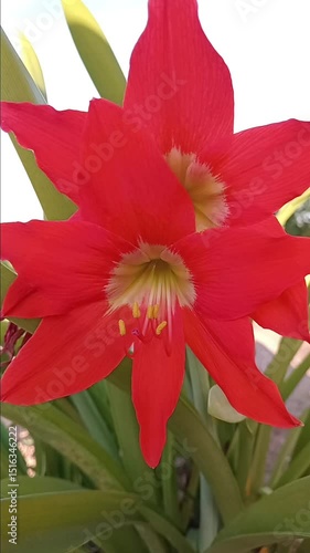 red lily flower
