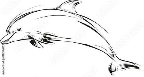 Elegant black and white line drawing of a dolphin mid-jump. Vector illustration