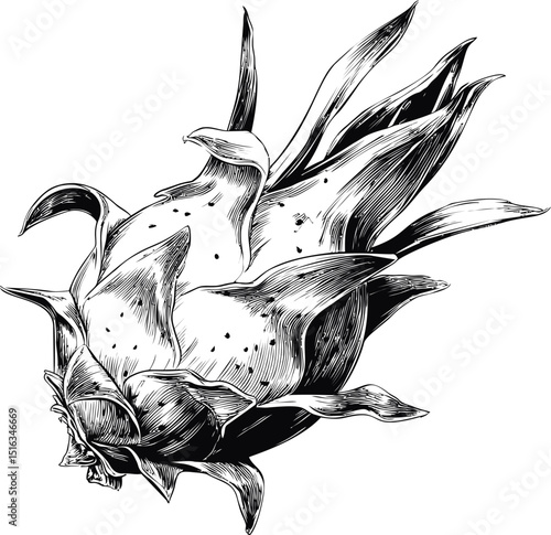 Detailed black and white sketch of a dragon fruit with textured lines, botanical illustration. Vector illustration