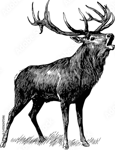 Detailed illustration of a roaring stag with large antlers in black and white. Vector illustration