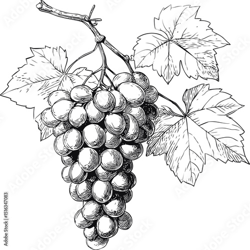 Black and white line art of grapes with leaves on a vine, vintage illustration. Vector illustration