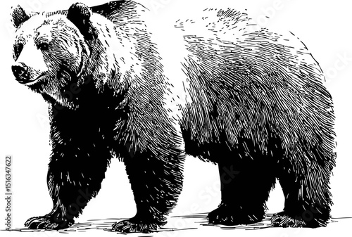 Detailed black and white illustration of a standing bear in profile. Vector illustration