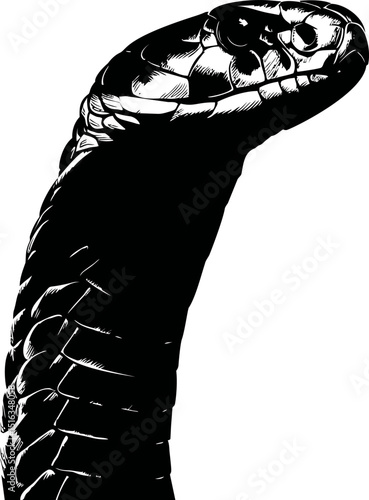 Illustration of a black and white cobra snake with raised hood in high contrast. Vector illustration