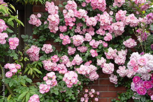 Wallpaper Mural 満開のピンクのつるバラ Torontodigital.ca