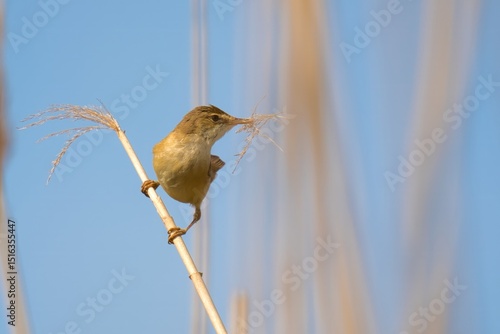 Wallpaper Mural bird on a branch Torontodigital.ca