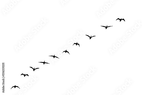 png herd of birds fly on clear backgroung