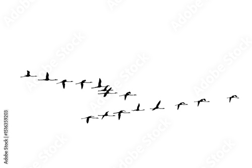 png herd of birds fly on clear backgroung