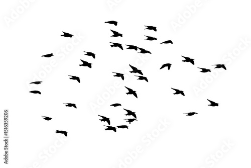 png herd of birds fly on clear backgroung