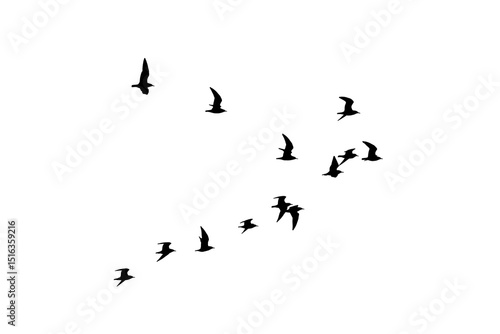 png herd of birds fly on clear backgroung