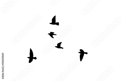 png herd of birds fly on clear backgroung