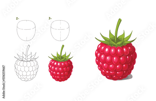 Learn to Draw a Raspberry Step-by-Step Guide for Beginners and Aspiring Artists