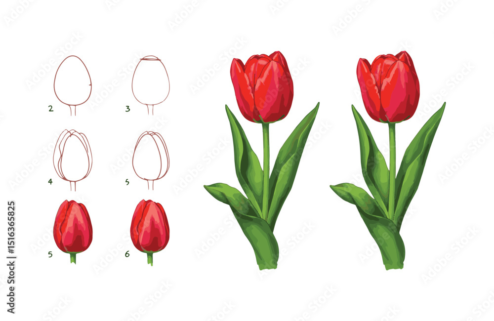 Obraz premium Learn to Draw Realistic Red Tulips Step-by-Step Guide for Beginners and Enthusiasts