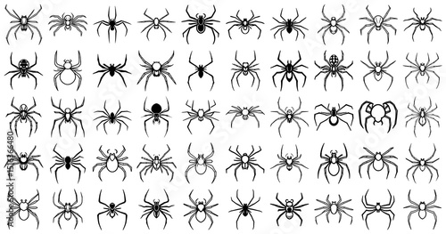 Various Spider Types in a Vector Art Collection