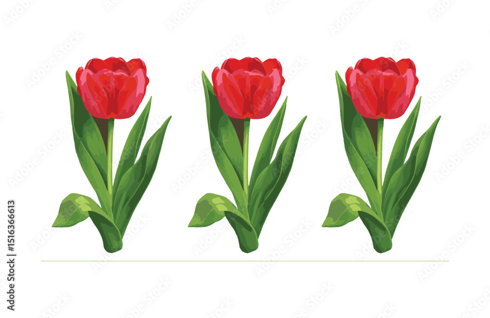 Fototapeta premium Vibrant Red Tulips A Trio of Spring Blooms, Perfect for Floral Designs and Springtime Decor