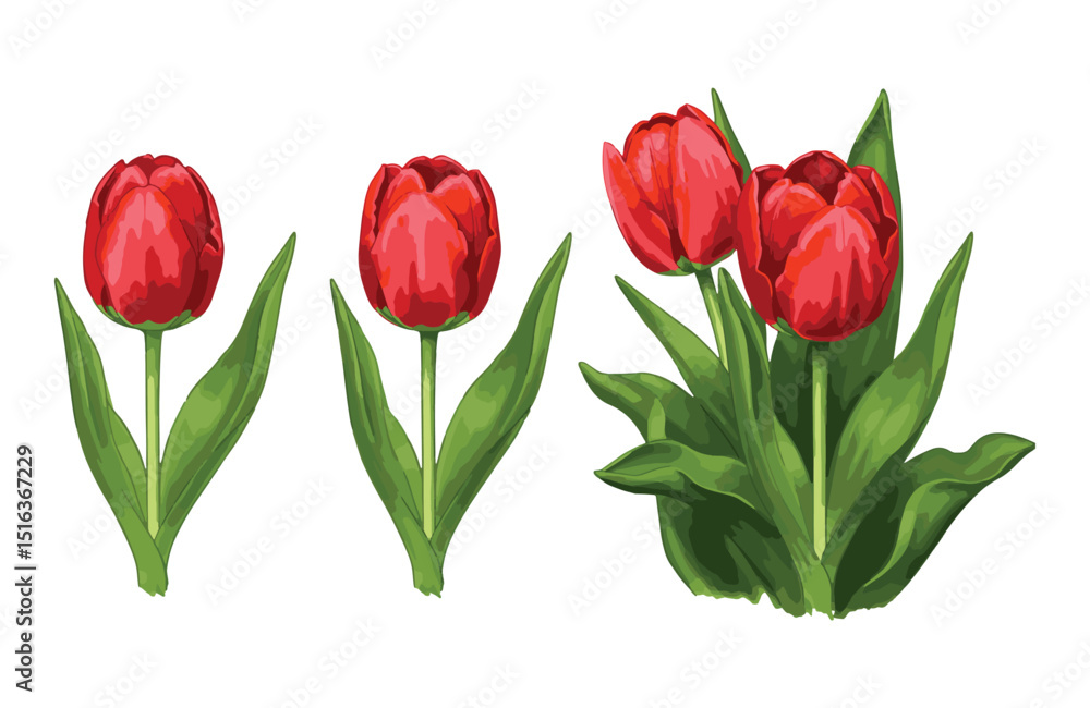 Obraz premium Vibrant Red Tulips Botanical Illustrations of Spring Flowers