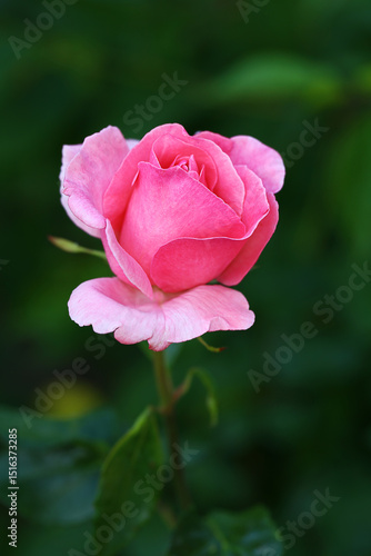 Wallpaper Mural Beautiful pink rose bud on blurred background... Torontodigital.ca